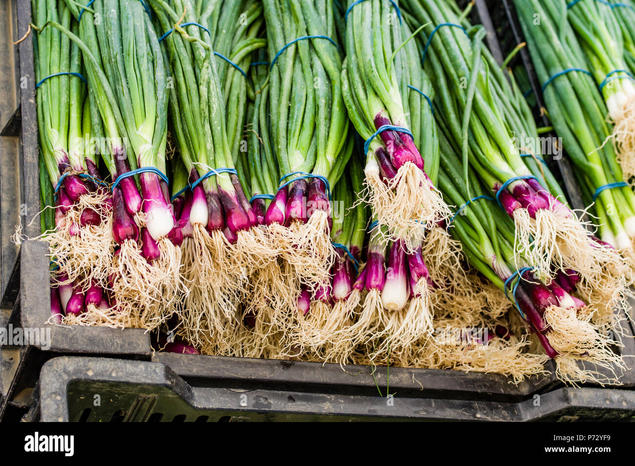 Display of red onions in bunches at the market Stock Photo