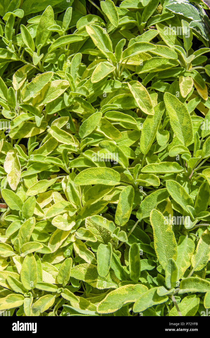 Green variegated sage plants with fresh leaves Stock Photo Alamy