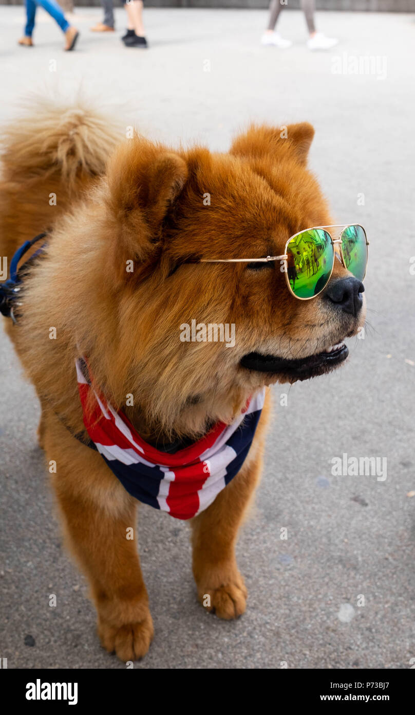 London, England. 4th July 2018. A small dog wears the Union Jack in support of England's success in the World Cup. He wore shades due to the current heatwave in London. ©Tim Ring/Alamy Live News Stock Photo