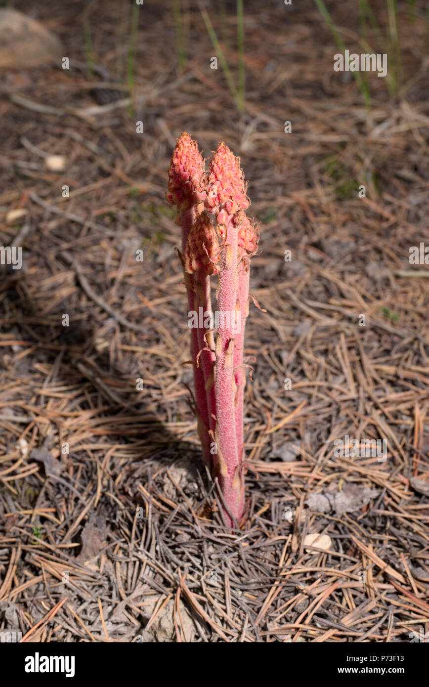 woodland pinedrops Stock Photo
