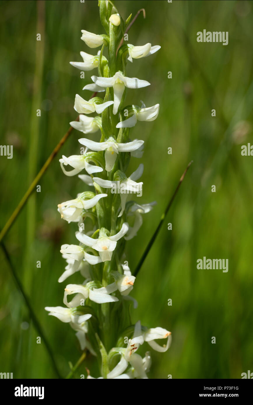 Tall white bog orchid hires stock photography and images Alamy