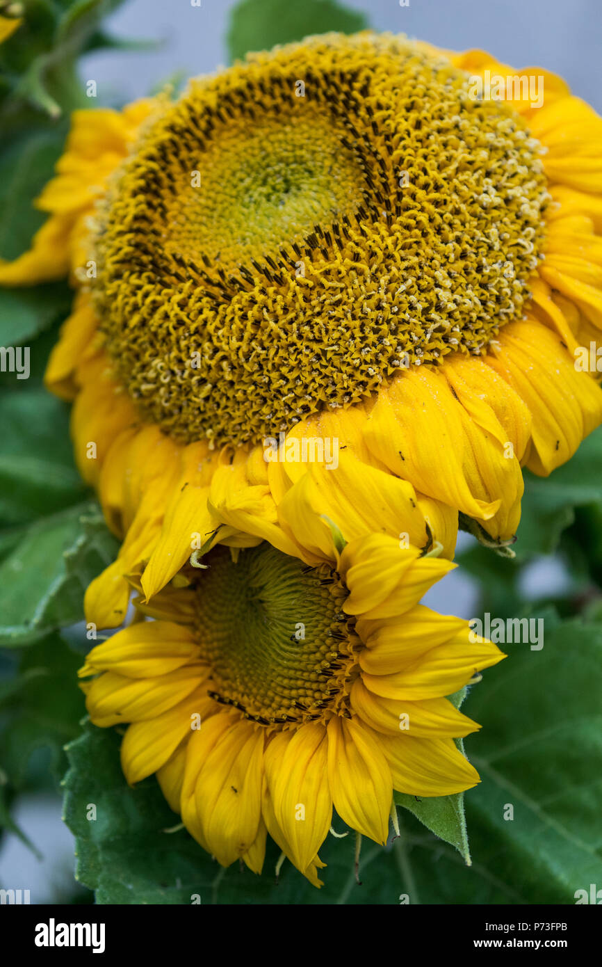 Sunflower in Spring Los Angeles, California USA Stock Photo Alamy