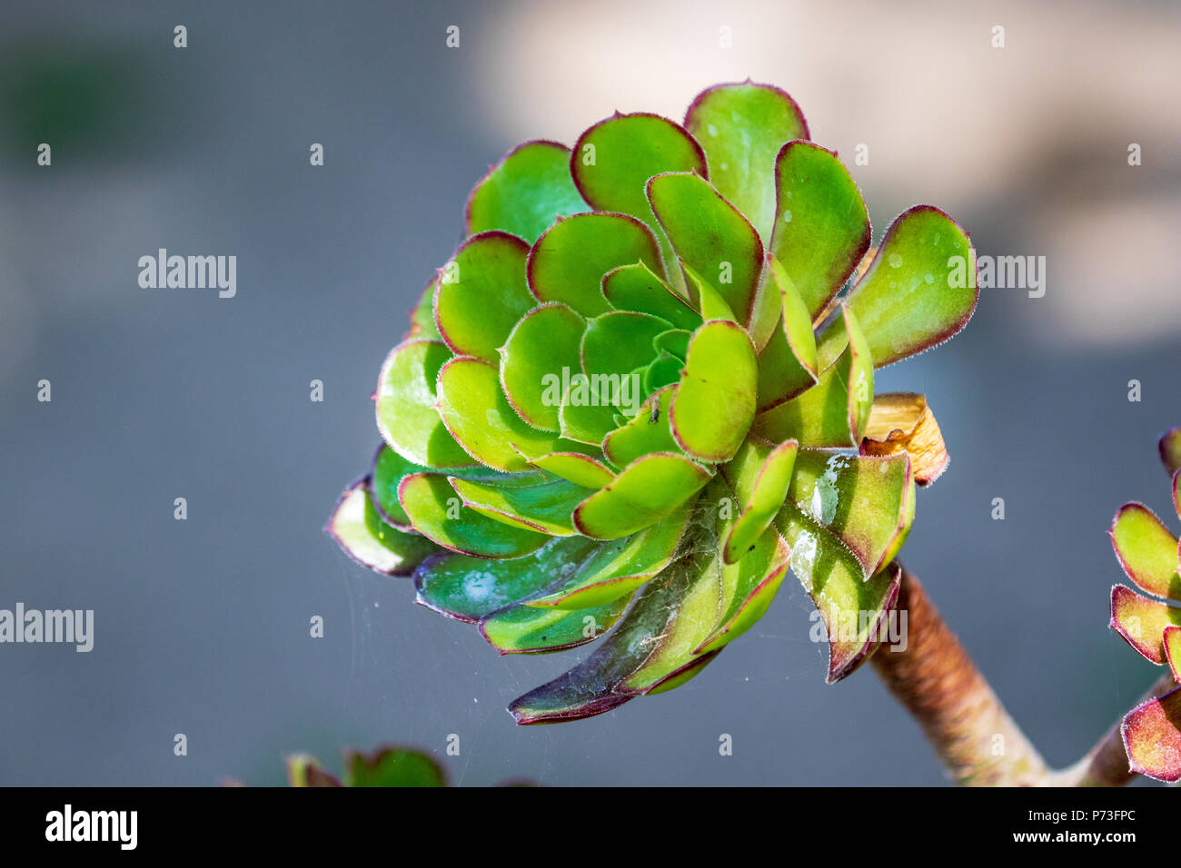 A closeup of an Aeonium plant. Stock Photo