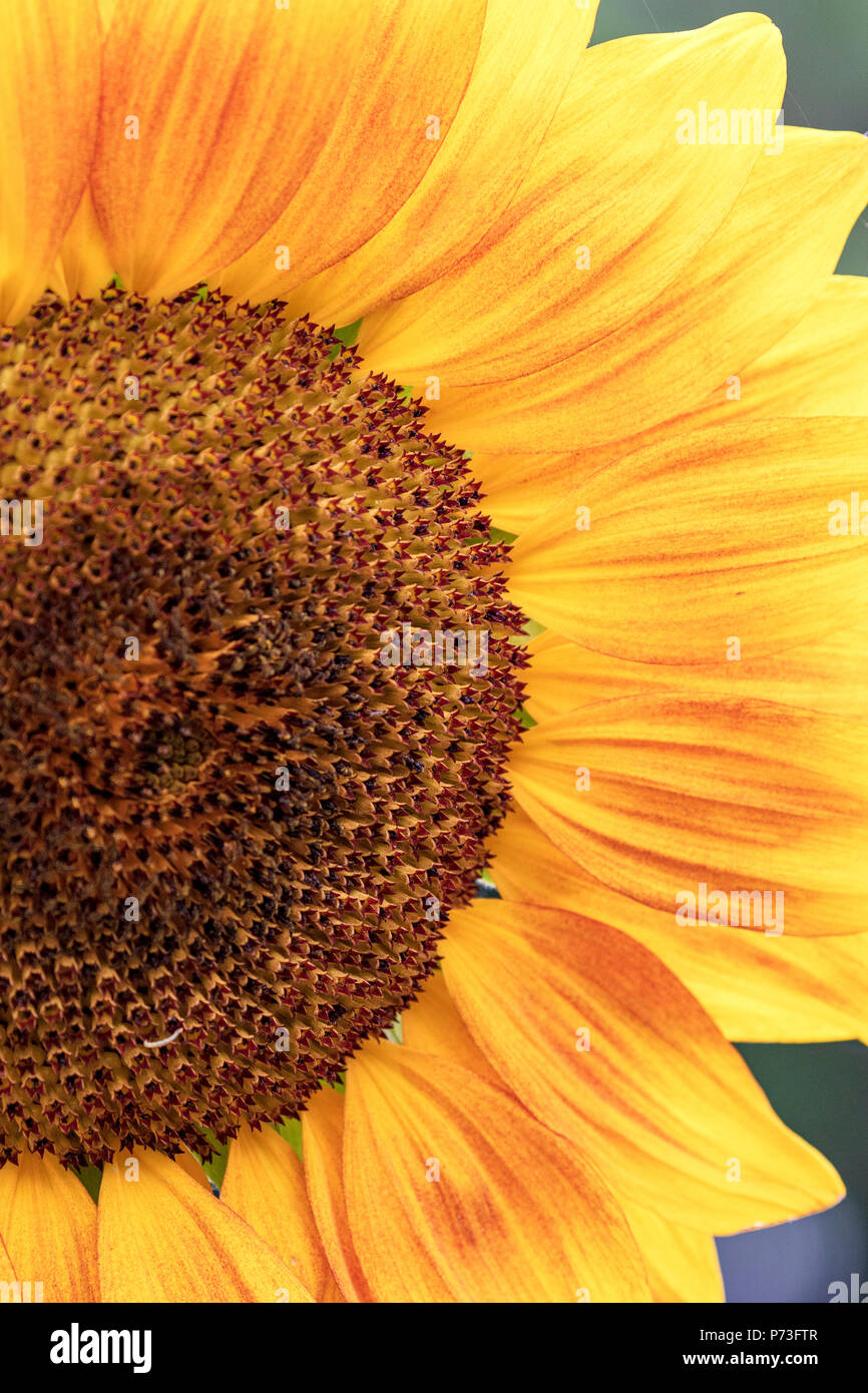 Sunflower in Spring. June 2017 Los Angeles, California USA Stock