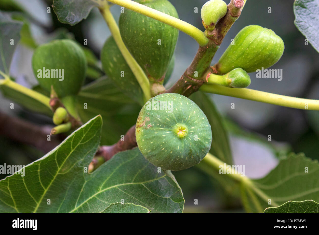 Fig Fruit Growing on tree - Ficus Carica Stock Photo