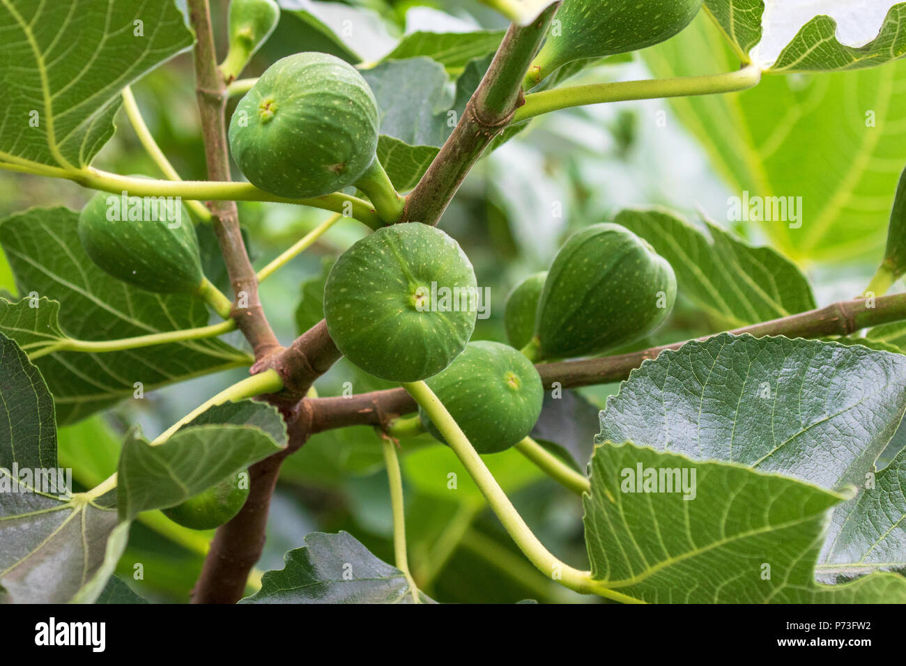 Fig Fruit Growing on tree - Ficus Carica Stock Photo