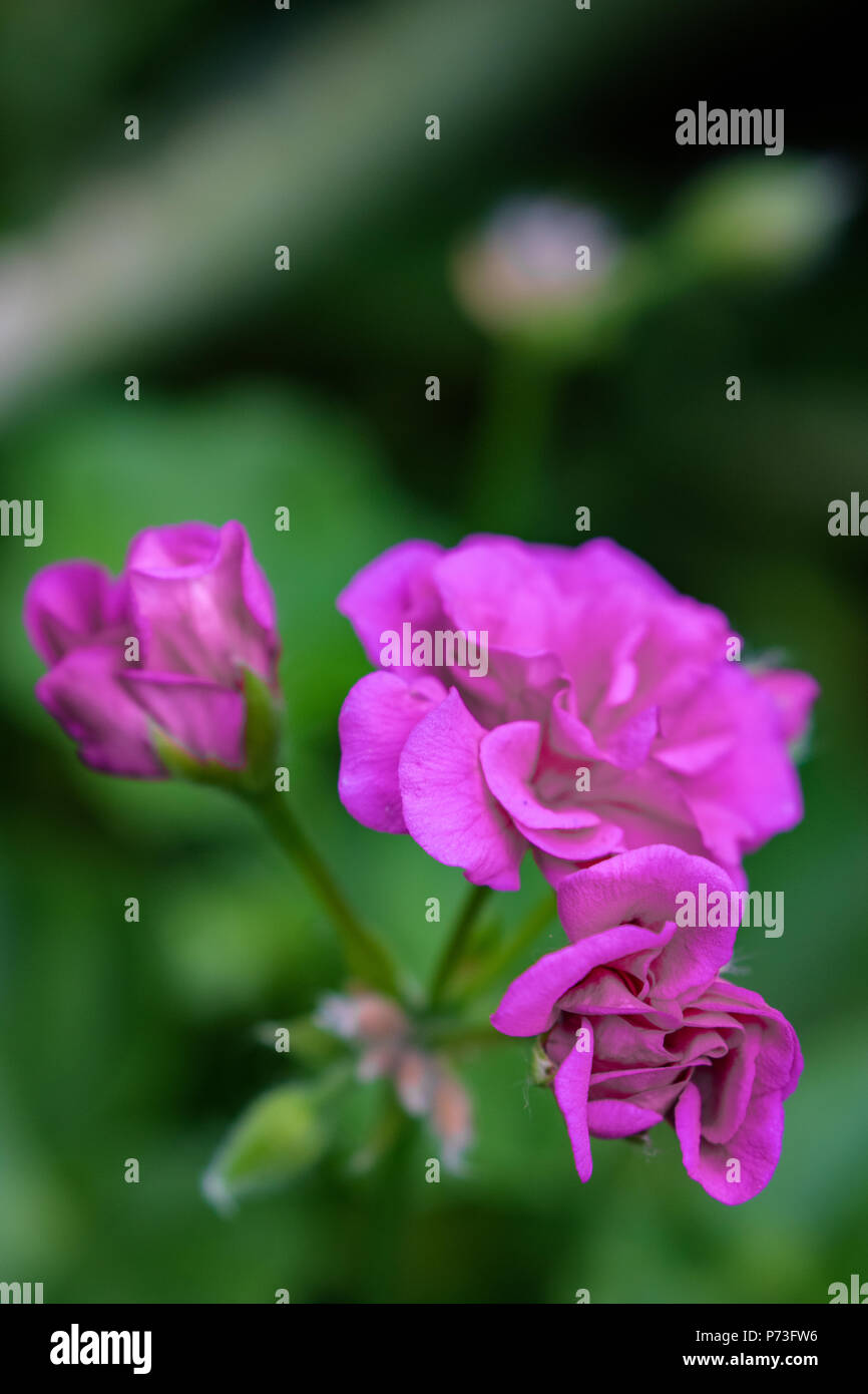 Pink Geranium Flower Stock Photo