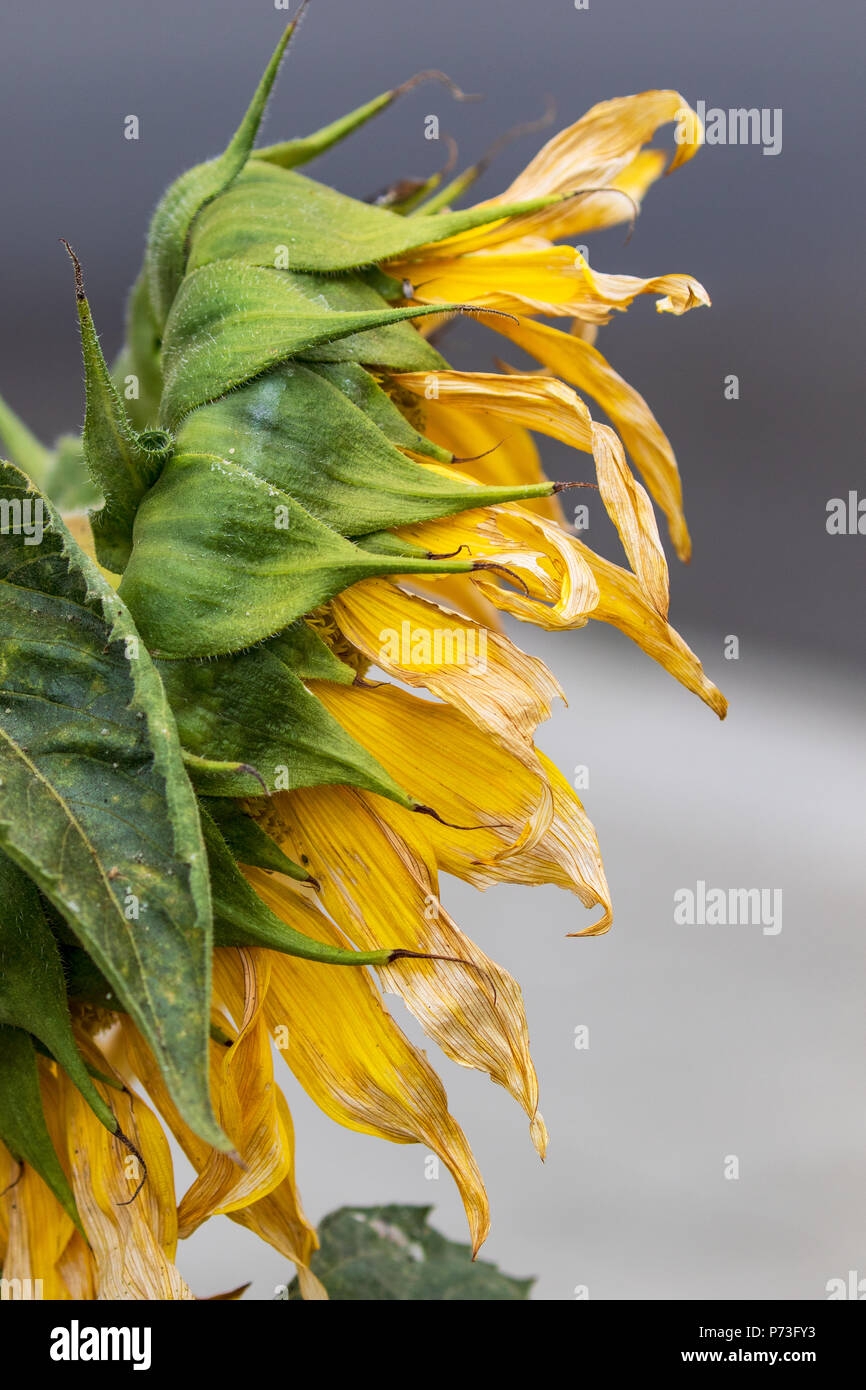 Sunflower in Spring Los Angeles, California USA Stock Photo Alamy