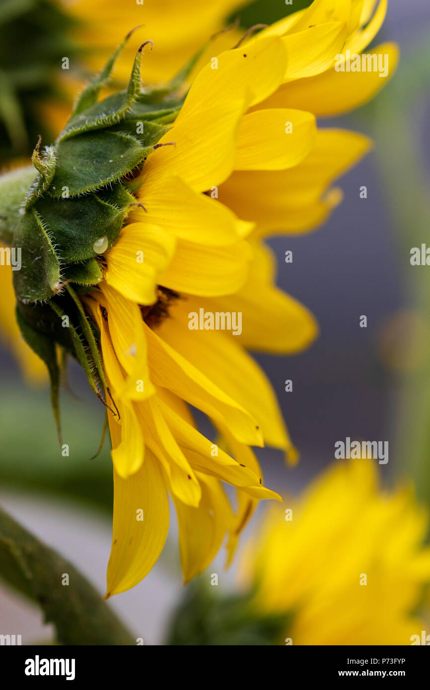 Sunflower in Spring Los Angeles, California USA Stock Photo Alamy