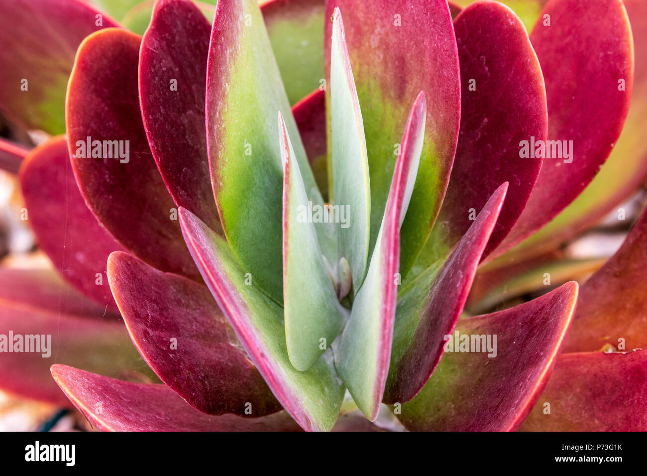 Red and Green Succulent - Paddle Plant, Red Pancakes, Flapjack, Desert Cabbage - Kalanchoe luciae Stock Photo