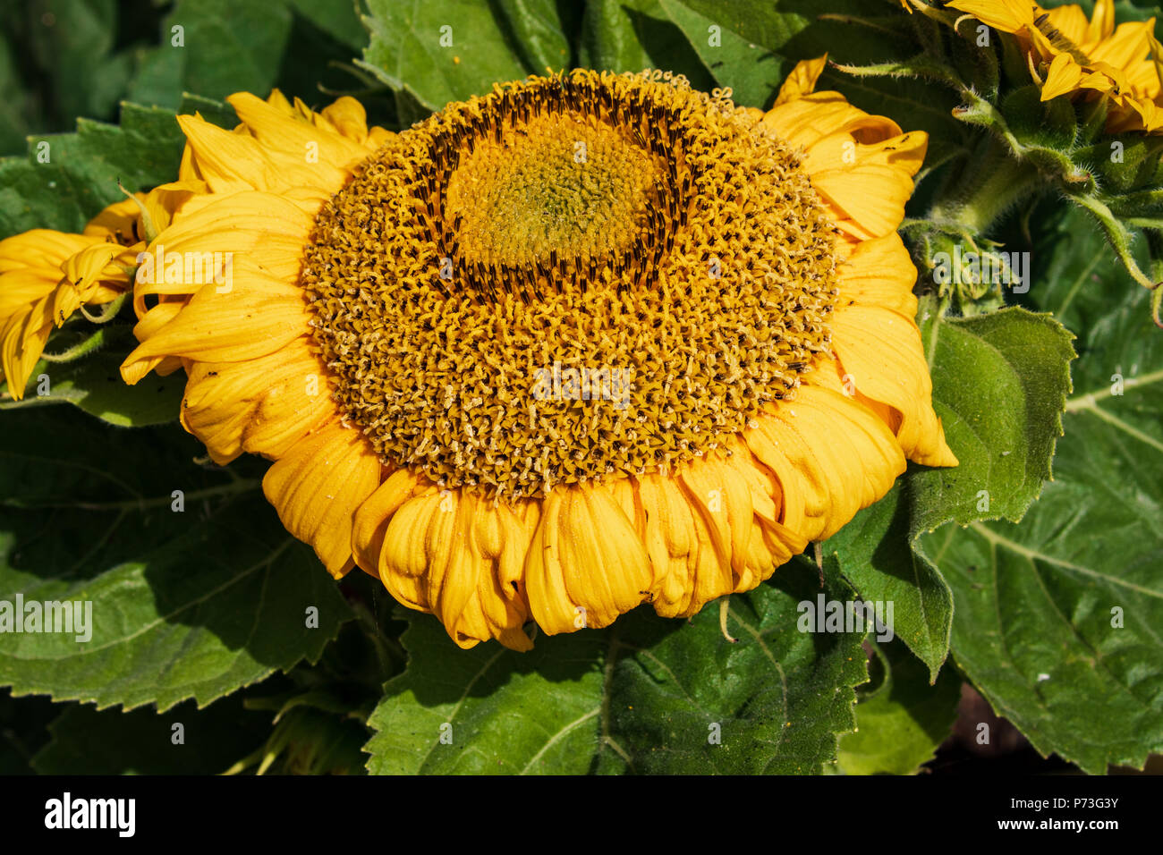 Sunflower in Spring - Los Angeles, California USA Stock Photo - Alamy