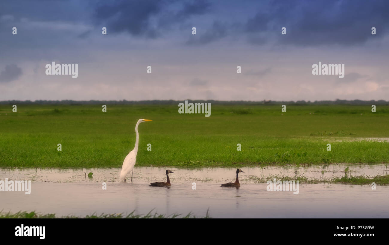 Birds in the background of a tropical swamp. Stock Photo