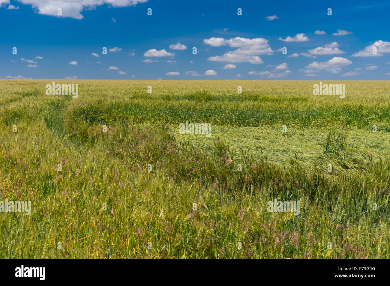 Field with unripe wheat tumbled down by rain and wind at summer season Stock Photo