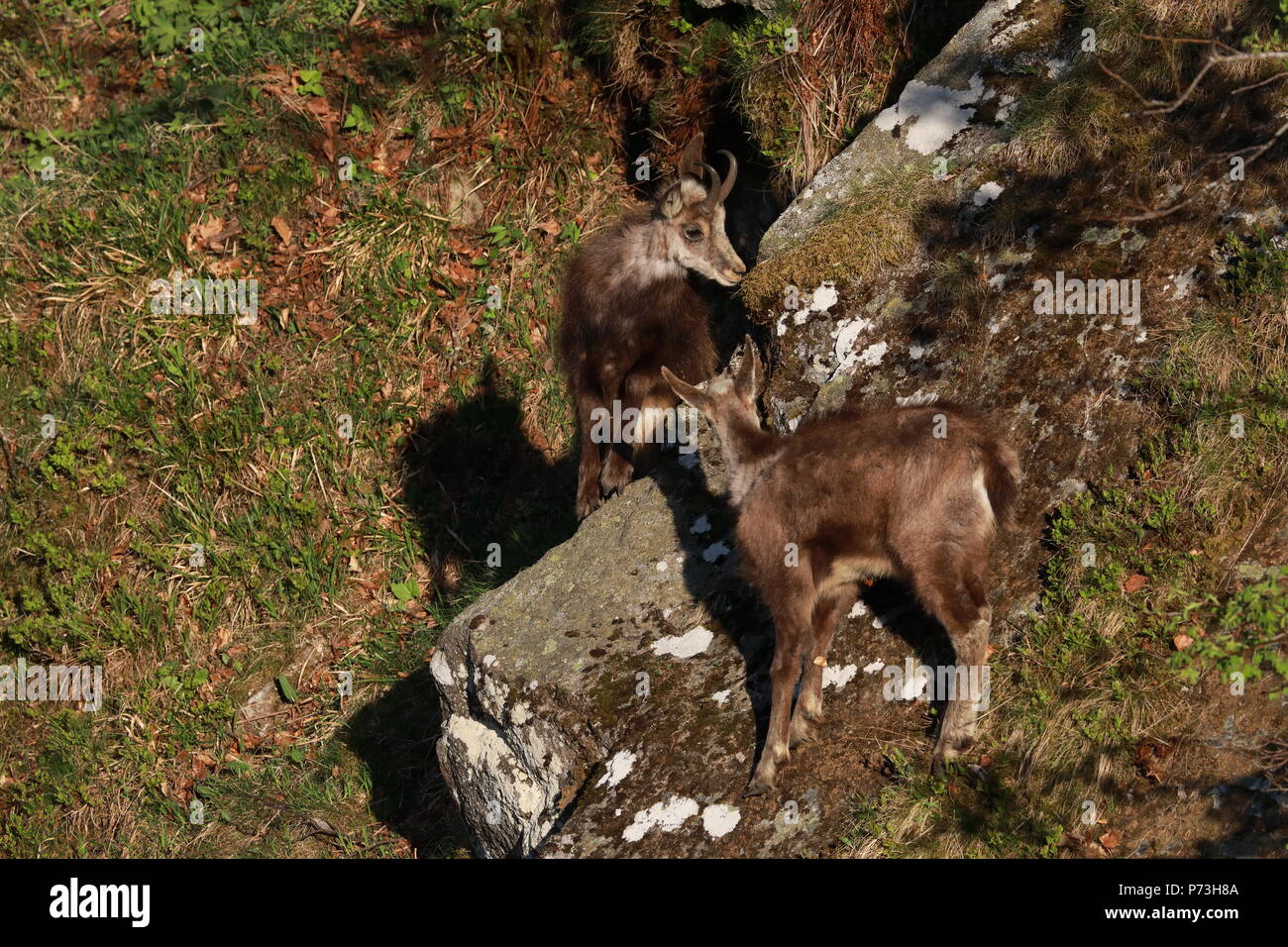 Chamois (Rupicapra rupicapra) Vosges Mountains, France Stock Photo Alamy