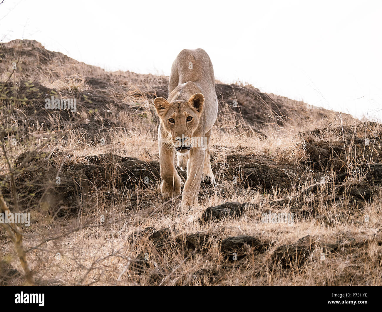 Different images of Lions/Cubs/Lioness at Gir WIldlife Sanctuary Gir