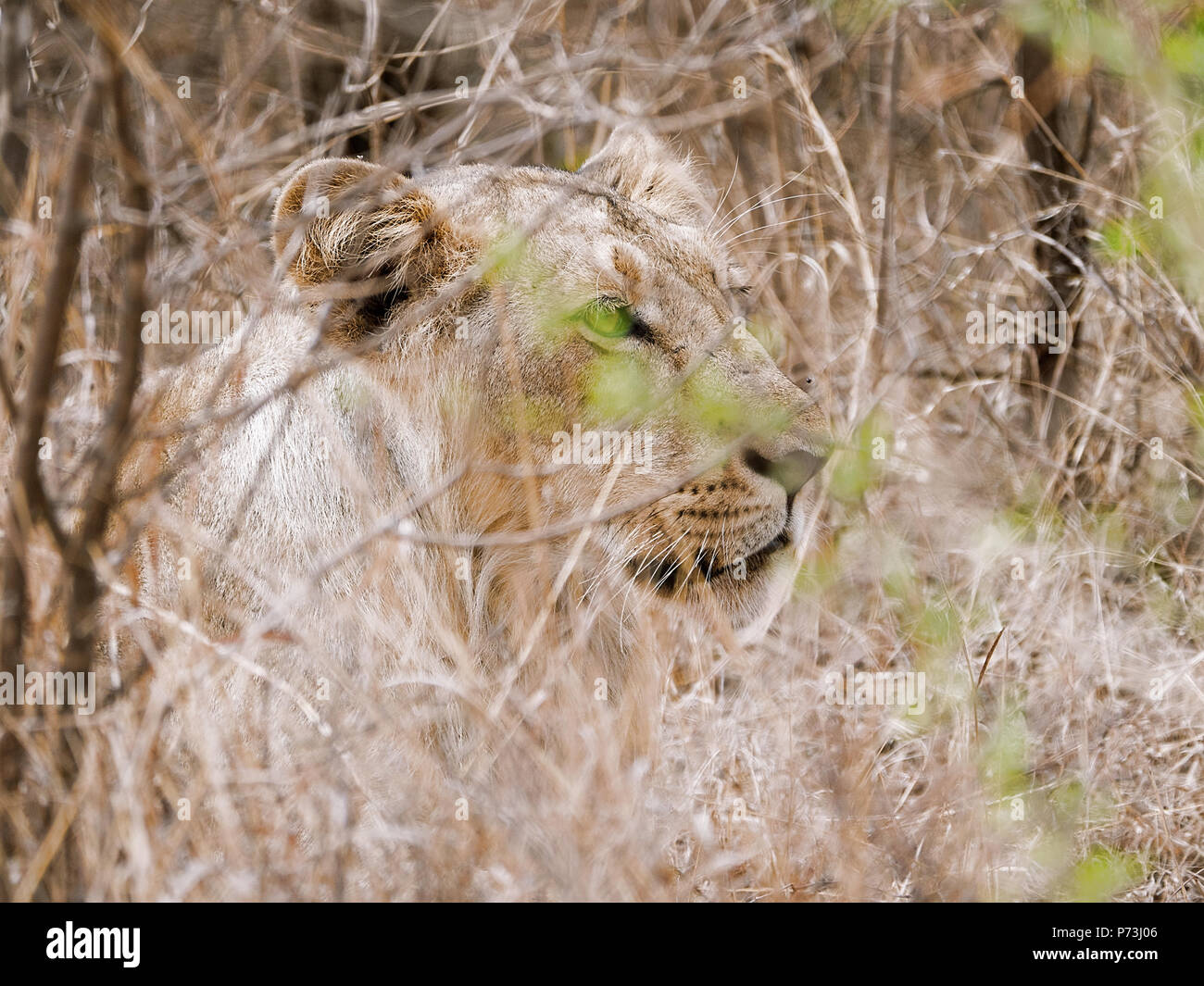 Different images of Lions/Cubs/Lioness at Gir WIldlife Sanctuary Gir