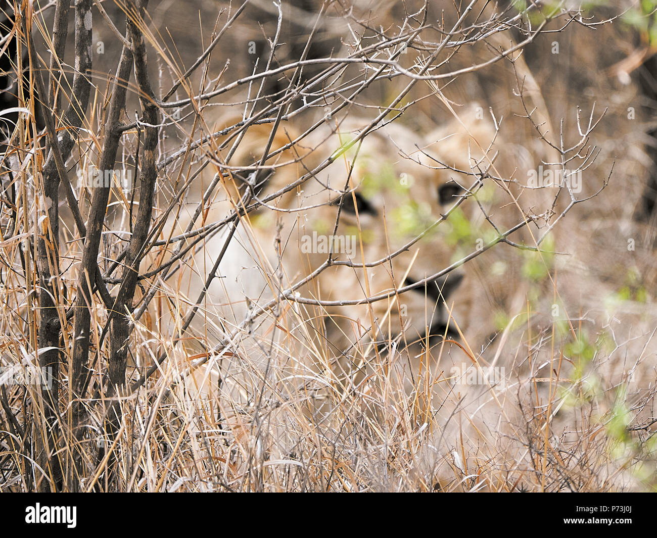 Different images of Lions/Cubs/Lioness at Gir WIldlife Sanctuary Gir
