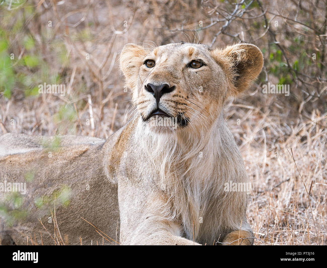 Different images of Lions/Cubs/Lioness at Gir WIldlife Sanctuary Gir