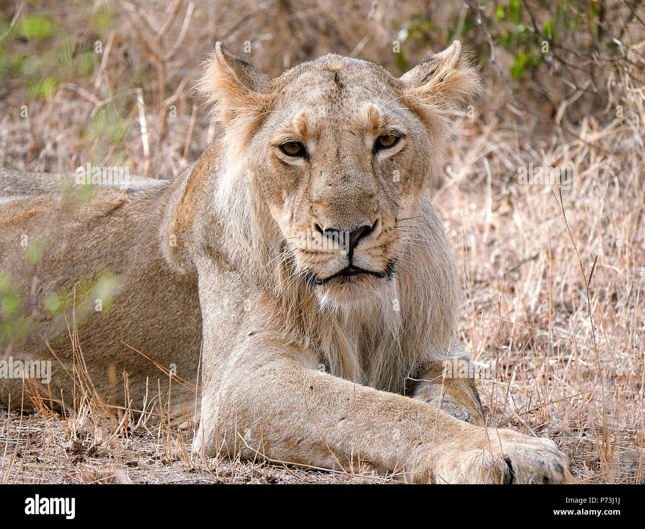 Different images of Lions/Cubs/Lioness at Gir WIldlife Sanctuary - Gir National Park, Gujarat, India during summer showing different expressions Stock Photo - Alamy Different images of Lions/Cubs/Lioness at Gir WIldlife Sanctuary - Gir National Park, Gujarat, India during summer showing different expressions Stock Photo - Alamy