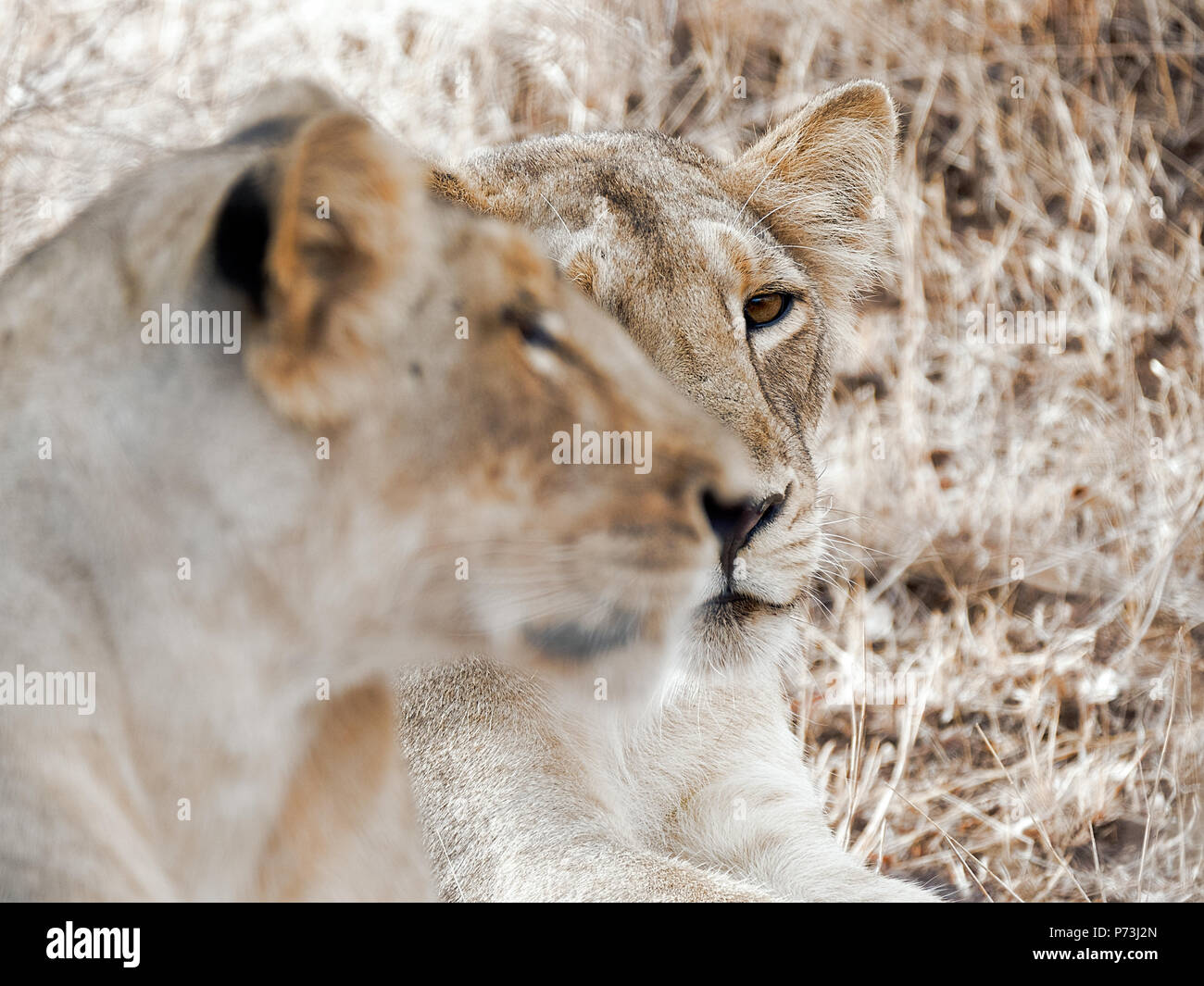 Different images of Lions/Cubs/Lioness at Gir WIldlife Sanctuary Gir