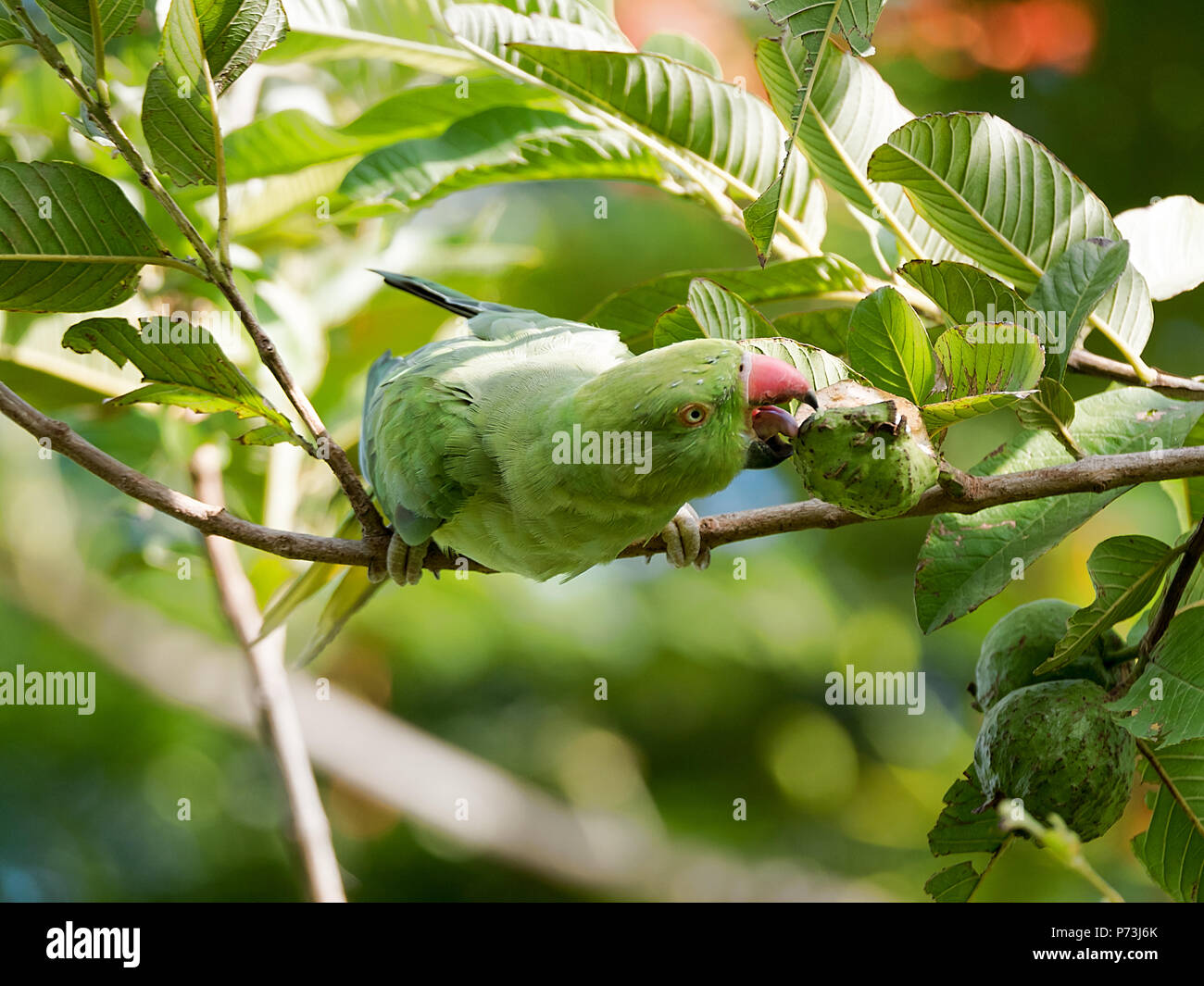 Indian Ringed Parakeet - Parrot Female at Gir National Park ...