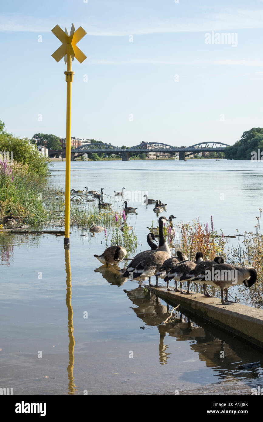 Canadian Geese (Branta canadensis) on the river Thames at Small Profit Dock, Barnes, London, SW13, UK Stock Photo