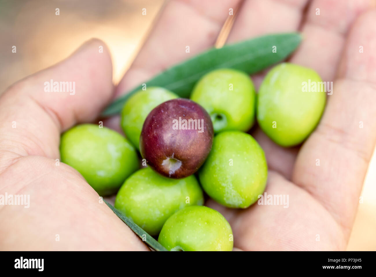 Hand holding olive branch hi-res stock photography and images - Alamy