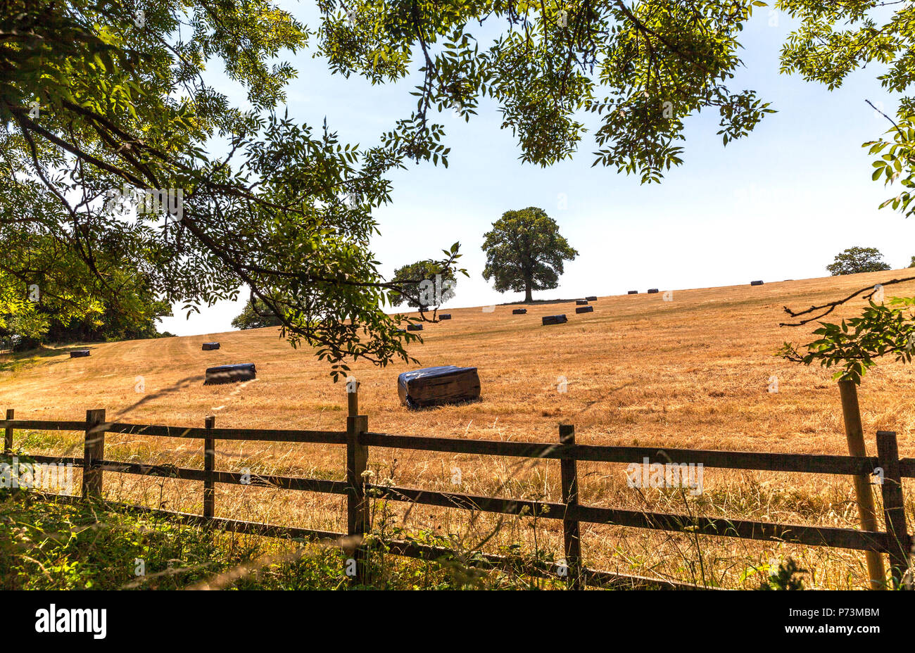 Hay bales wrapped in black plastic foil on a stubble field, Middlesex, England, UK. Stock Photo
