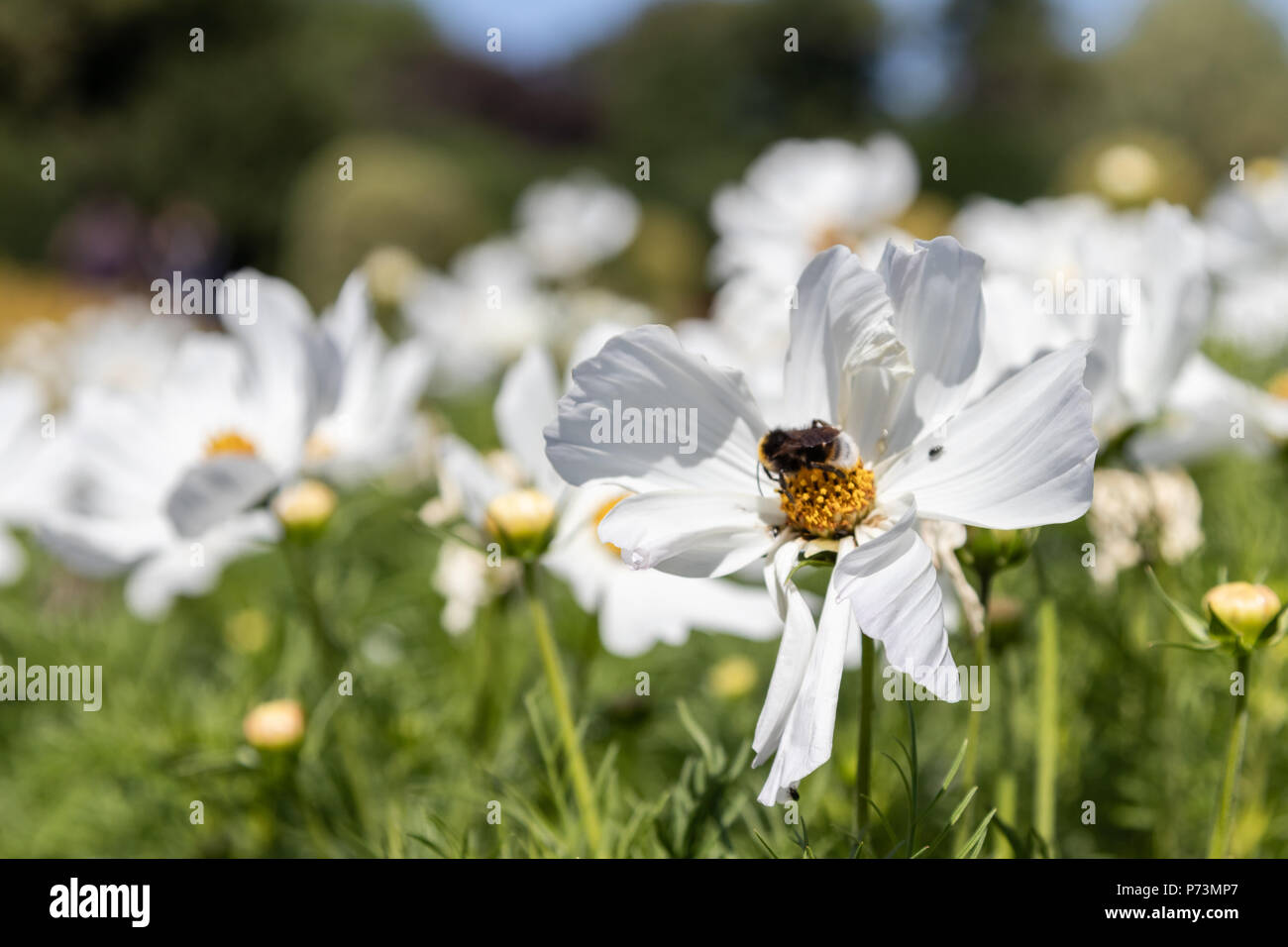 White cosmos hi-res stock photography and images - Alamy