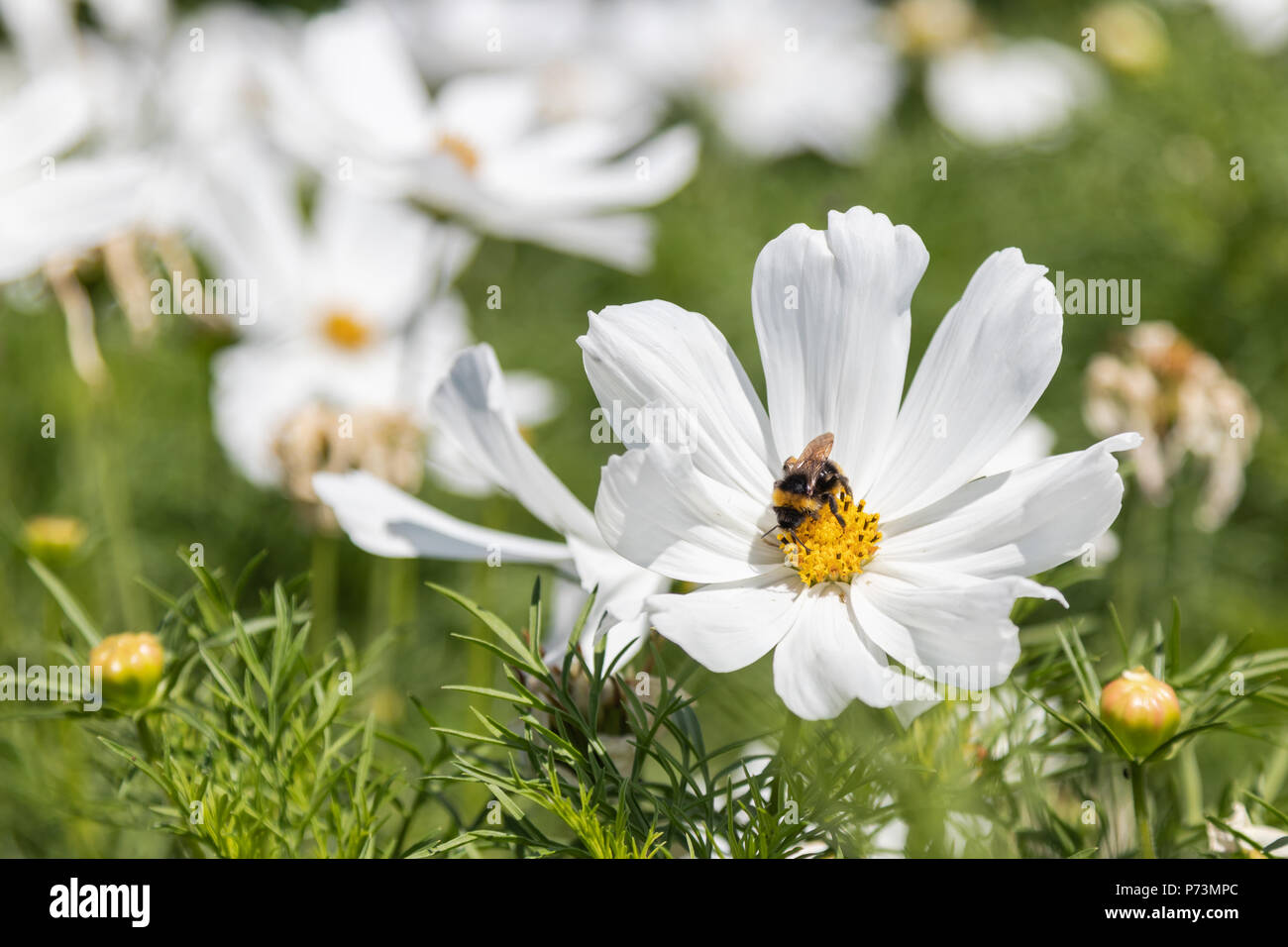 Mexican aster cosmos bipinnatus hi-res stock photography and images - Alamy
