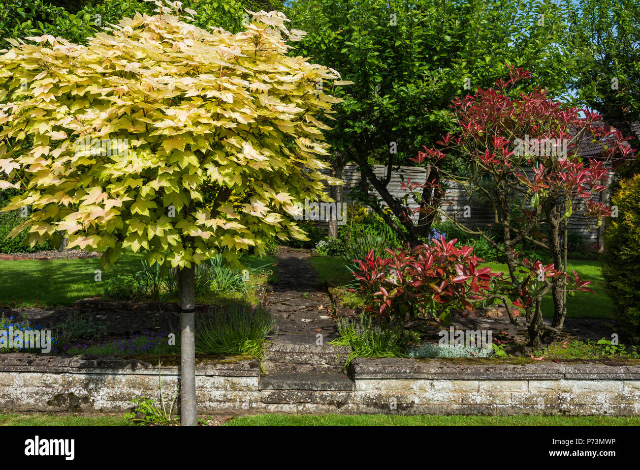 Small Maple Tree High Resolution Stock Photography And Images Alamy