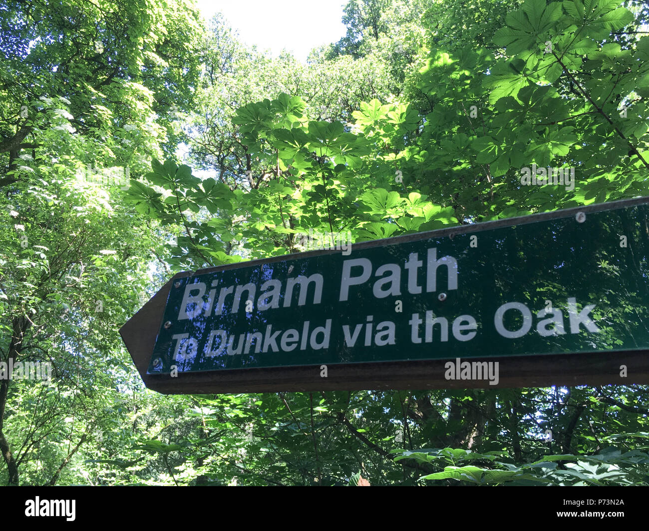 Birnam Oak in Birnam Wood, Dunkeld, Scotland, on 1 July 2018 Stock