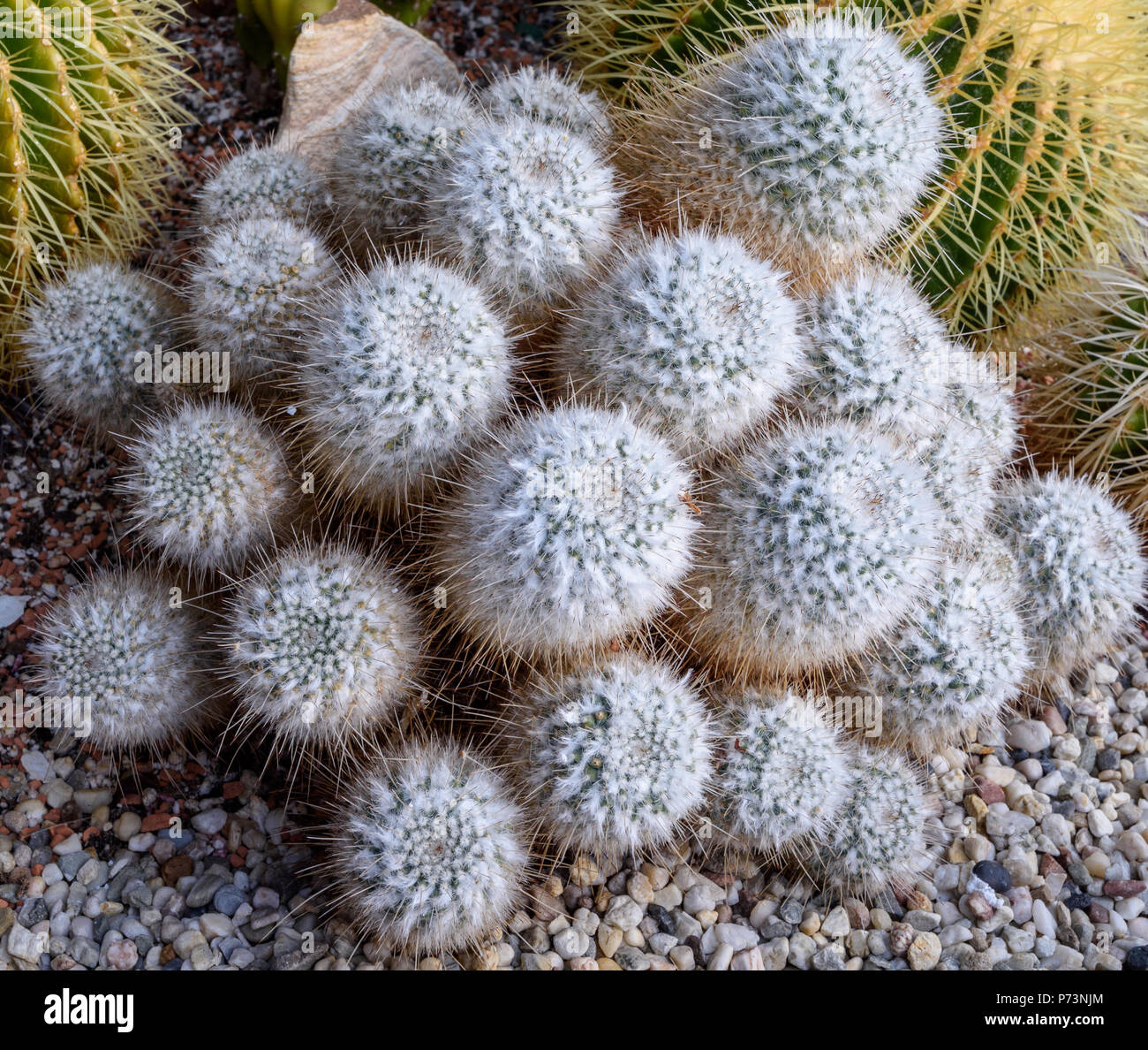 Still life colorl macro portrait of a group of mammillarias surrounded ...