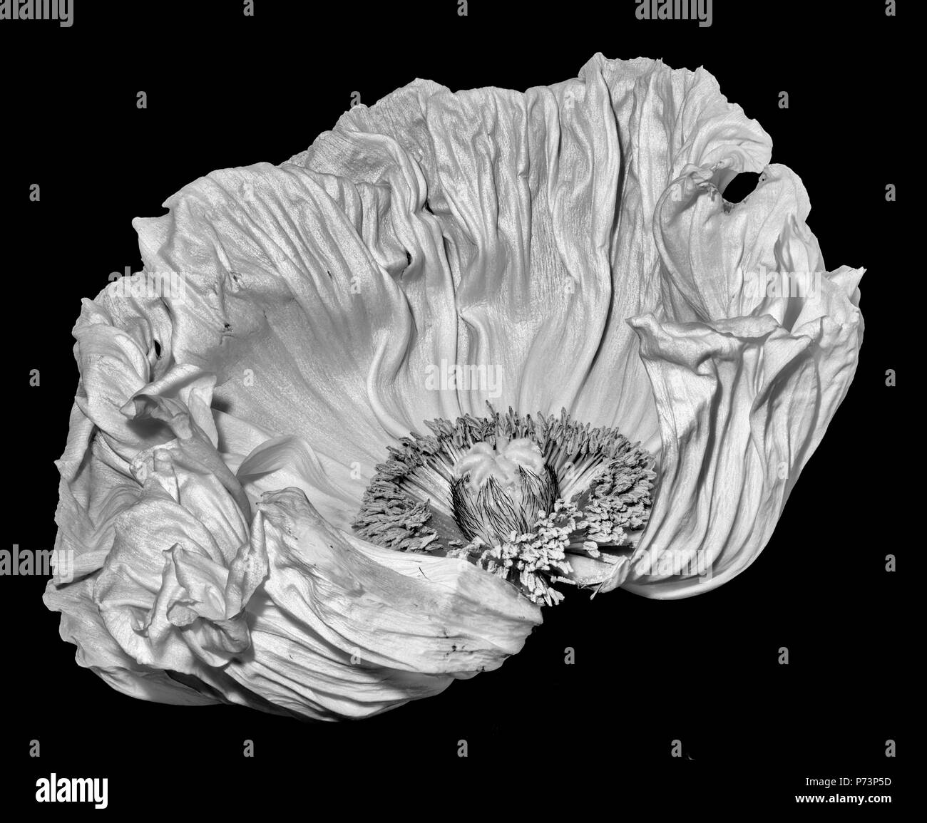 Floral fine art still life detailed monochrome macro flower portrait of a single isolated white