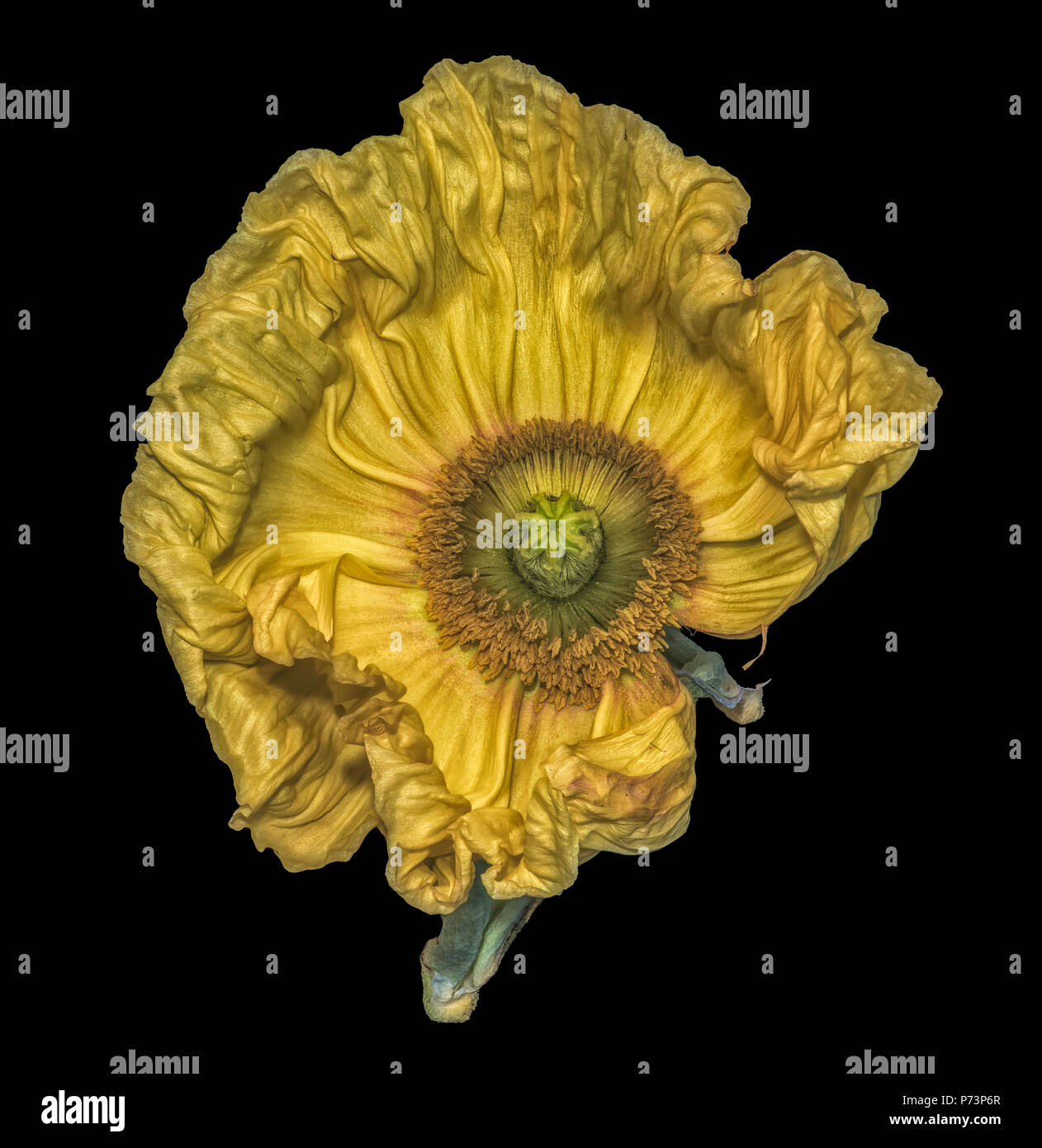 Floral fine art still life detailed color macro flower portrait of a yellow satin/silk poppy wide opened blossom isolated on black background Stock Photo