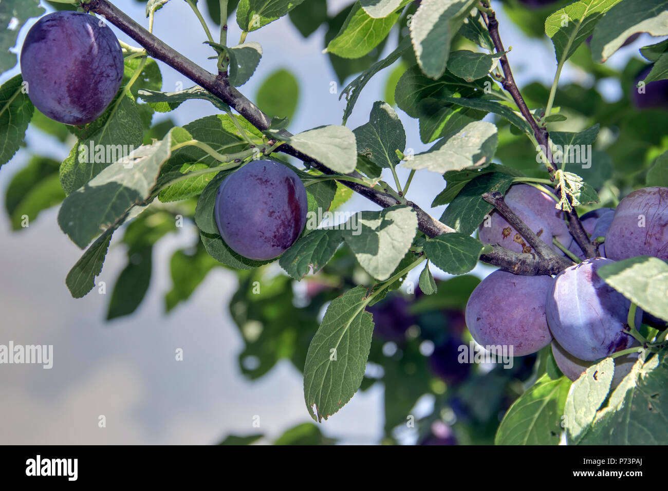 Ripe plums growing on branch Stock Photo - Alamy