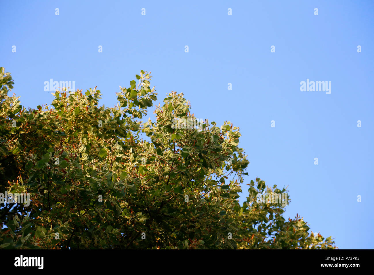 Silver Lime tree top in evening sun with blue sky Stock Photo