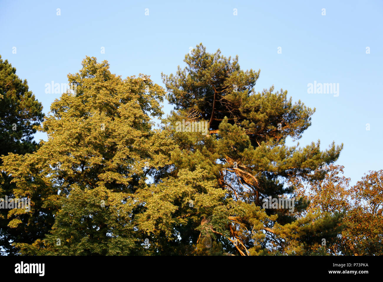 Large tree top in evening sun with blue sky Stock Photo