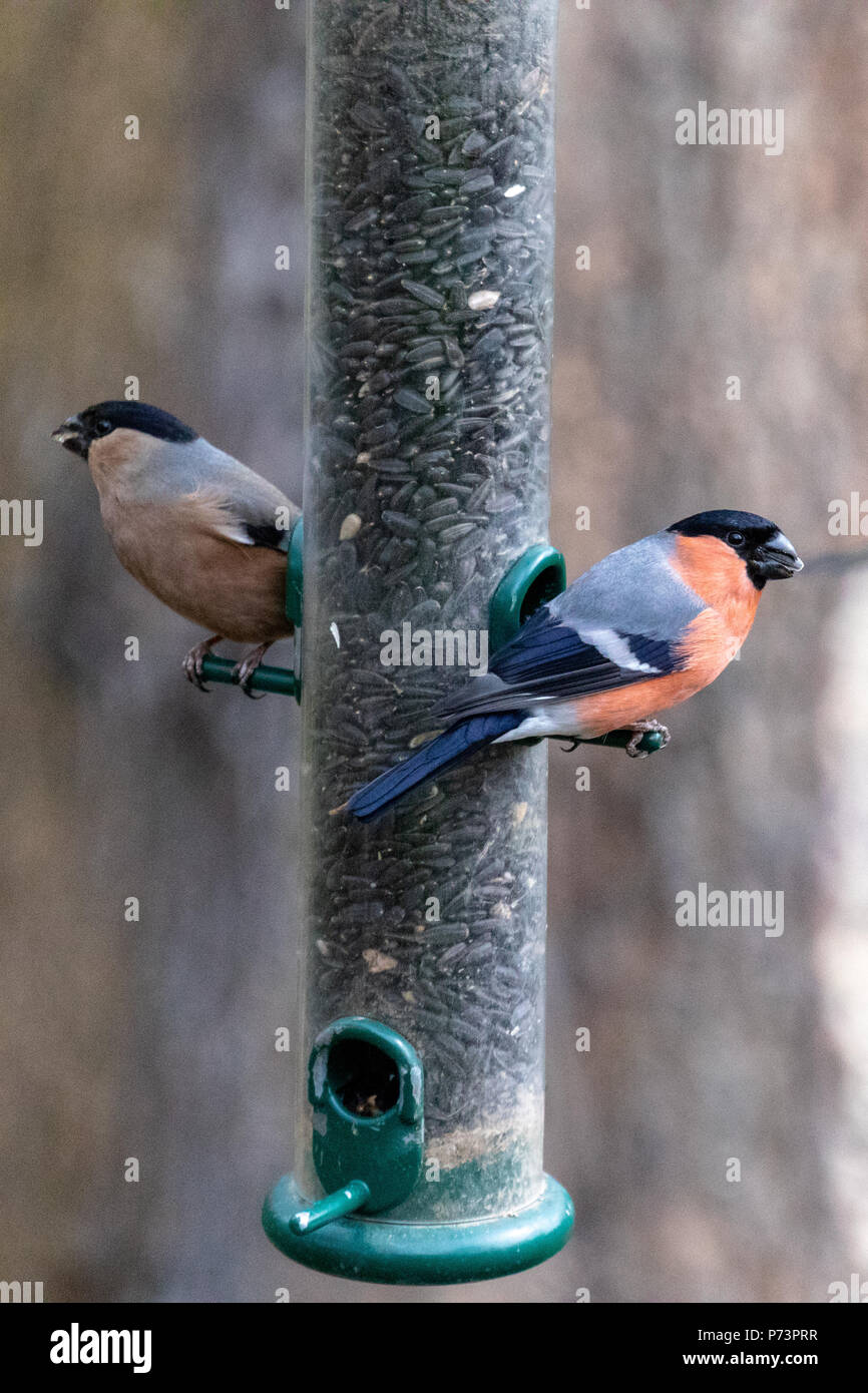 Pair of Eurasian bullfinches (Pyrrhula pyrrhula), male and female, perched on a feeder facing away from each other with bokeh forest background Stock Photo