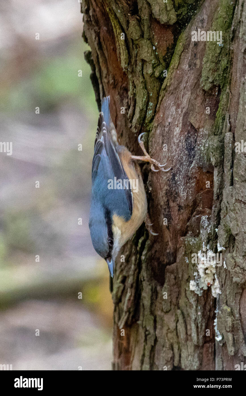 Single nuthatch perched on a tree trunk facing downwards with coloured plumage clearly visible Stock Photo