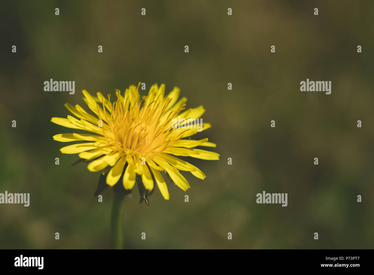 Single stem of common dandelion (Taraxacum officinale) in bloom with green bokeh background Stock Photo