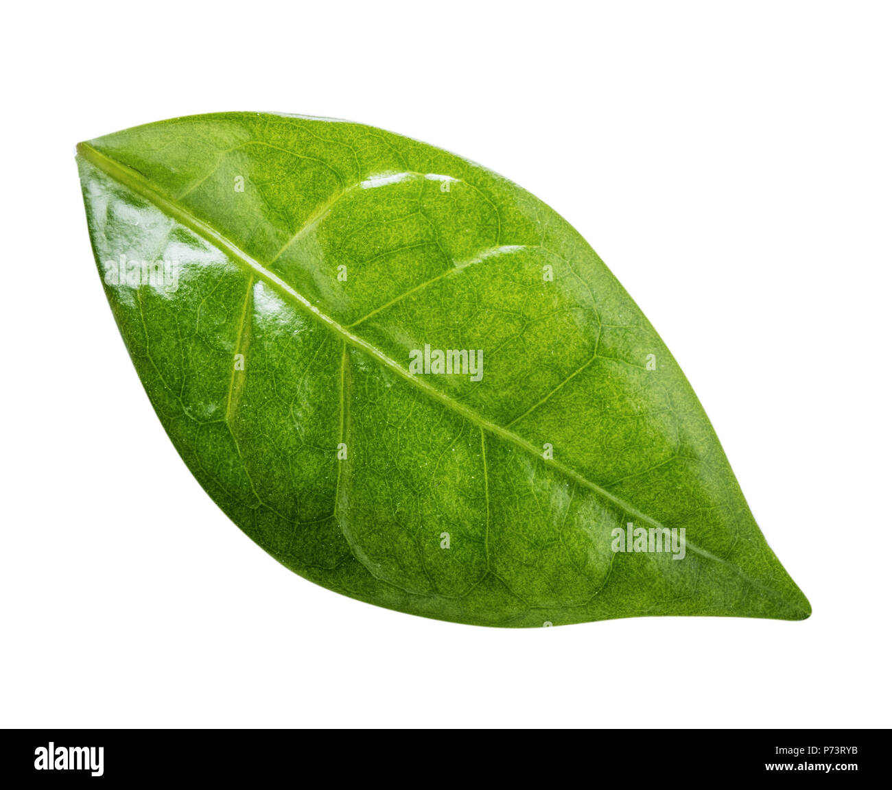 Coffee leaf isolated on white background Stock Photo - Alamy