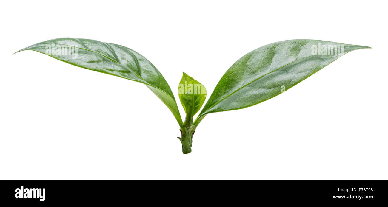 Coffee leaf isolated on white background Stock Photo - Alamy