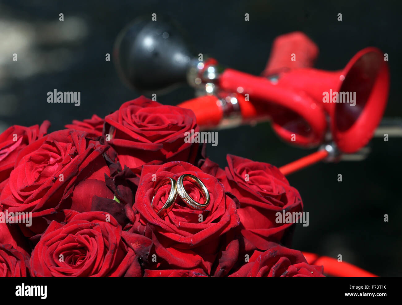 Red roses and an old red bicycle horn decorate the wedding rings Stock Photo