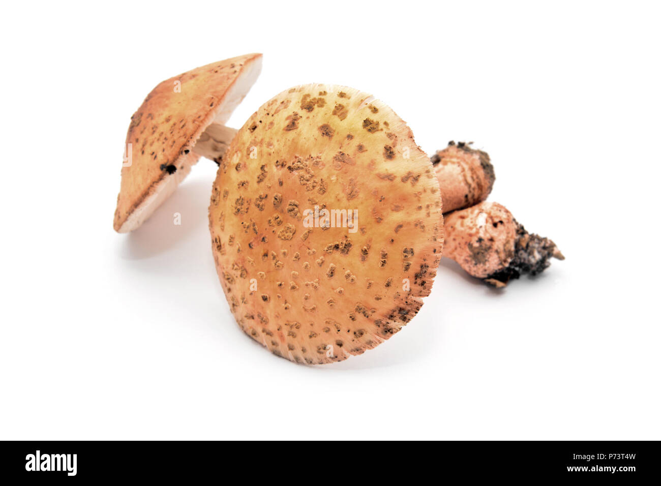 Manita hi-res stock photography and images - Alamy