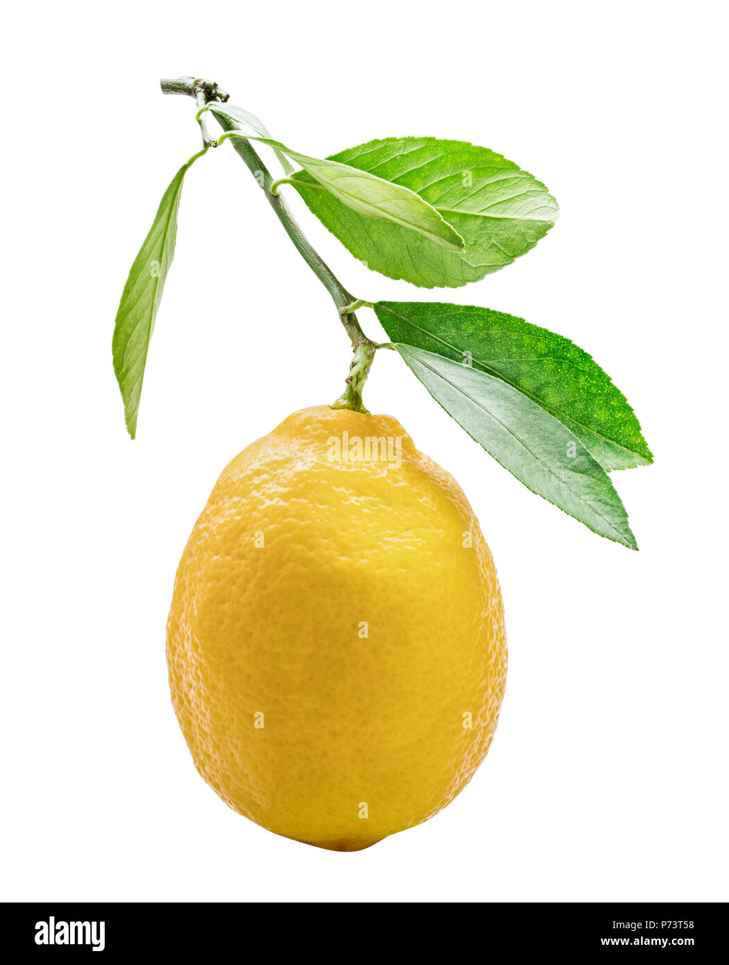 Lemon with green leaf isolated on white background Stock Photo - Alamy