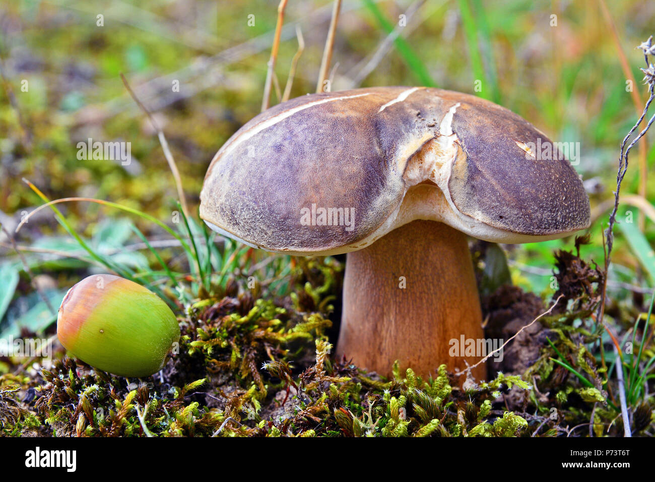 boletus aereus mushroom, also known as the dark cep or bronze bolete