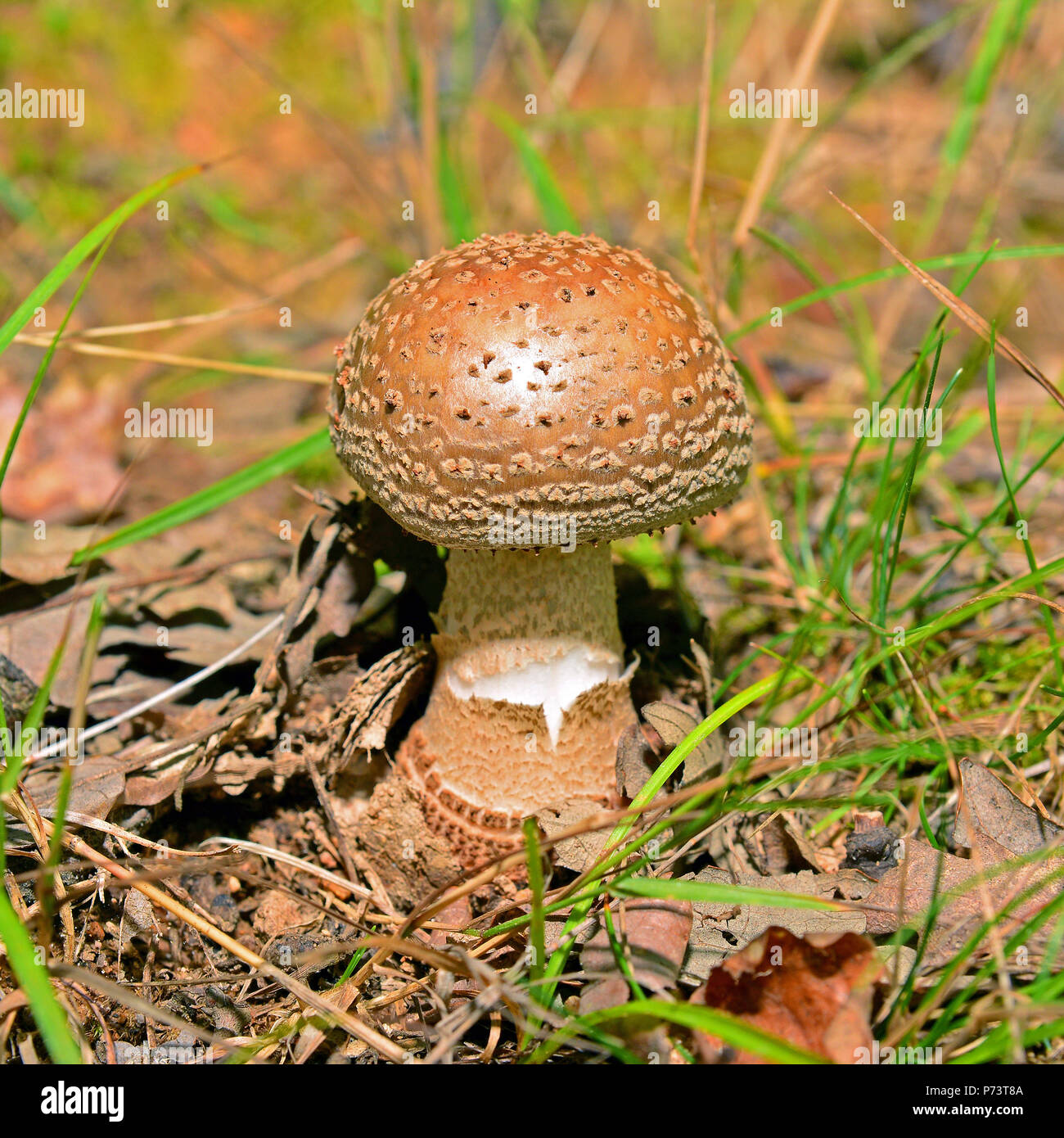 an edible amanita rubescens mushroom in the forest Stock Photo