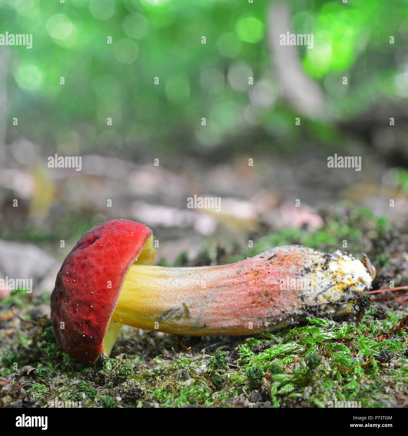 hortiboletus rubellus mushroom, formerly known as boletus rubellus