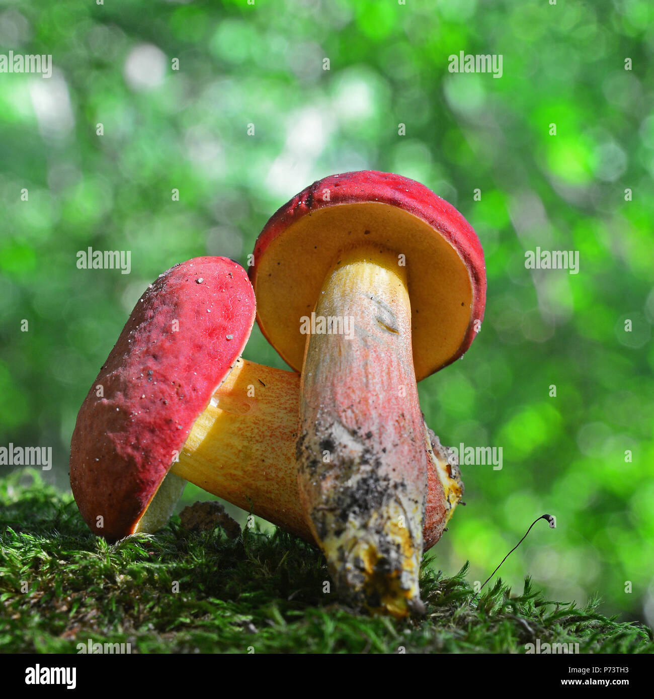 hortiboletus rubellus mushroom, formerly known as boletus rubellus